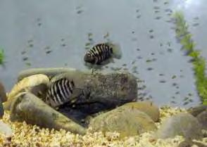 1.5 Ηθολογία αναπαραγωγής To Archocentrus nigrofasciatus, ανήκει στην κατηγορία των διακοσμητικών ψαριών, που αναπαράγονται με γοργούς ρυθμούς, παρουσιάζοντας αυξημένη προσαρμοστικότητα.