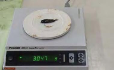 2.6 Μέτρηση μορφομετρικών χαρακτηριστικών Βασικός στόχος του πειράματος ήταν να αποτυπωθεί ο ρυθμό αύξησης των ψαριών σε συνδυασμό με την τροφή που χορηγήθηκε.