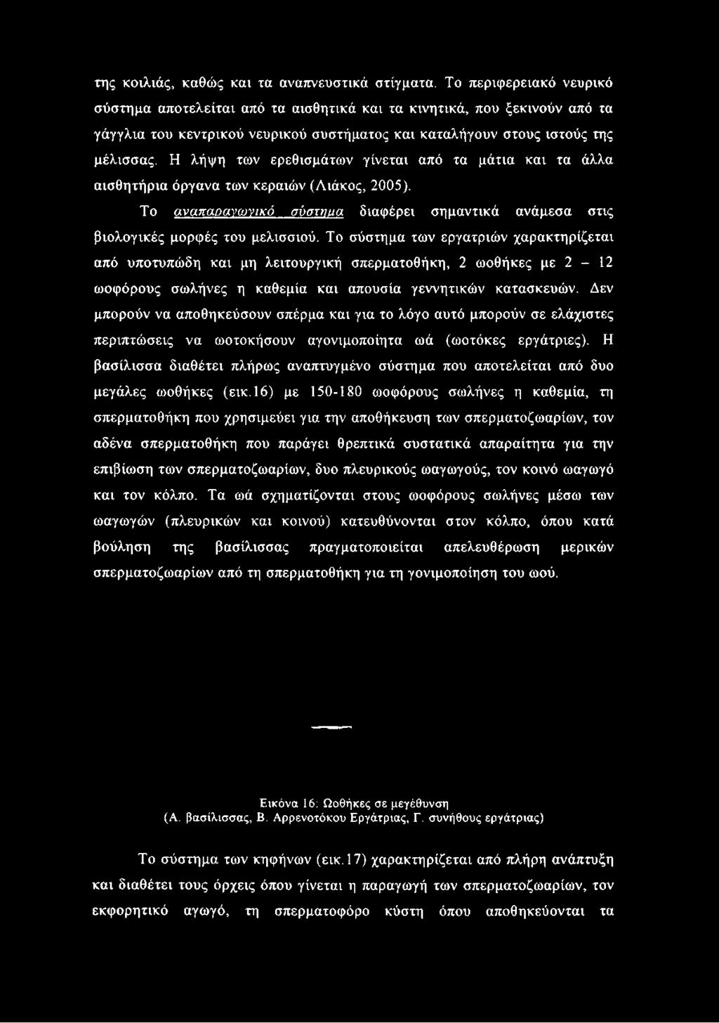 Η λήψη των ερεθισμάτων γίνεται από τα μάτια και τα άλλα αισθητήρια όργανα των κεραιών (Λιάκος, 2005). Το αναπαραγωγικό σύστημα διαφέρει σημαντικά ανάμεσα στις βιολογικές μορφές του μελισσιού.