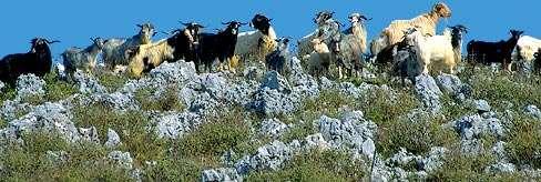 Κτηνοτροφία Η κτηνοτροφία είναι ανεπτυγμένη στο βόρειο (ορεινό) κυρίως τμήμα του νησιού και χαρακτηρίζεται από την ύπαρξη πολλών μικρών οικογενειακών μονάδων με αιγοπρόβατα, οι οποίες λειτουργούν