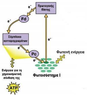 10 Μπορείται να παρατθριςετε από τθν πιο πάνω εικόνα οτι ςτθν κυκλικι φωτοφωςφωρυλίωςθ οι διαδικαςίεσ τθσ φωτόλυςθσ του νεροφ, τθσ αναγωγισ του NADP και το φωτοςφςτθμα ΙΙ δεν λαμβάνουν μζροσ.