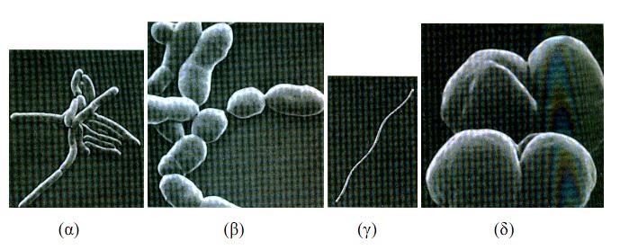 Κεφάλαιο 3 Αναερόβια Επεξεργασία Micrococcus M. candidus Toerien (1967a) Neisseria N. catarhhalis McCarty et al. (1962) Pseudomonas P. denitrificants Burbank et al. (1966) Sarcina S.