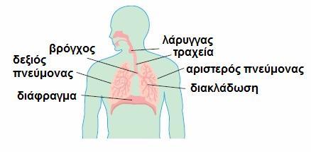 Η λειτουργία της αναπνοής επηρεάζεται και από τον τρόπο ζωής μας. Το κάπνισμα, για παράδειγμα, βλάπτει τα όργανα του αναπνευστικού συστήματος και επομένως επηρεάζει τη λειτουργία της αναπνοής.