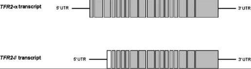 A.4.3. TO ΓΟΝΙΔΙΟ ΤΟΥ TfR2 Το γονίδιο του TFR2 κλωνοποιήθηκε από τους Kawabata et al. πριν από μια δεκαετία [10].