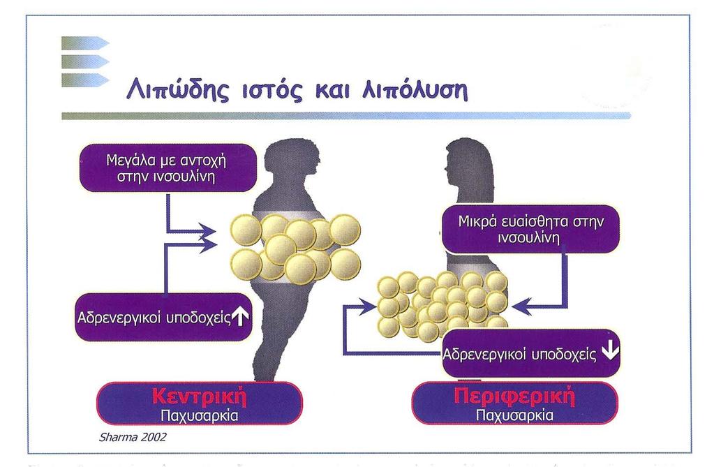 Παθογένεση του Μεταβολικού Συνδρόμου Αντίσταση στην ινσουλίνη Κεντρική