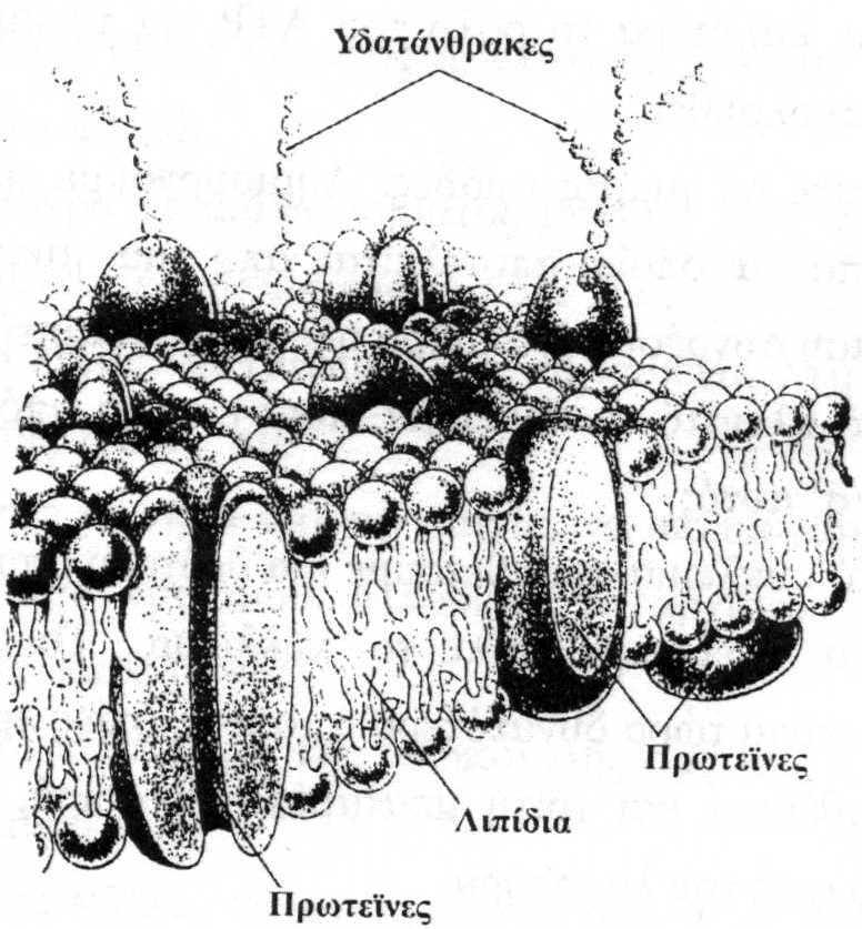 Κεφάλαιο 2 Κύτταρο, η Θεµελιώδης Μονάδα της Ζωής Ένα διάγραµµα ή ένα σχέδιο προσφέρει πολλές πληροφορίες.
