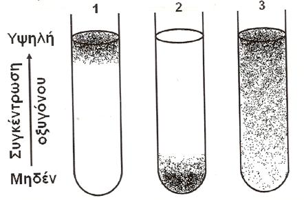 Ασκήσεις 7 ου ΚΕΦΑΛΑΙΟΥ 1. Στους δοκιμαστικούς σωλήνες (1, 2, 3) φαίνεται η διαβάθμιση της συγκέντρωσης του οξυγόνου και η περιοχή ανάπτυξης τριών ειδών μικροοργανισμών σε υγρό θρεπτικό υλικό.