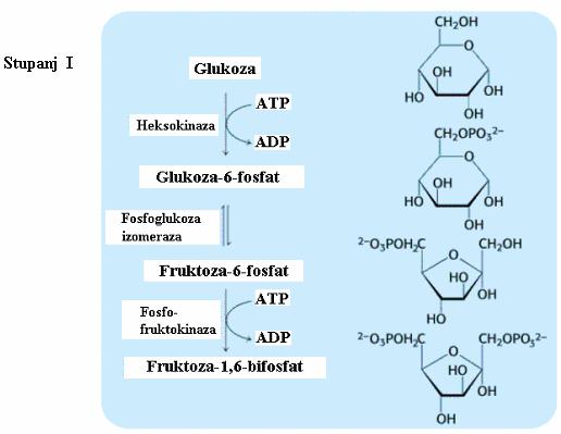 103 11.2. Razgradnja glukoze (glikoliza) Glikoliza ima dvojaku ulogu, da razgrañuje glukozu u svrhu stvaranja ATP ali i osiguravanja grañevnih osnovnih jedinica za sintezu staničnih sastojaka. Npr.