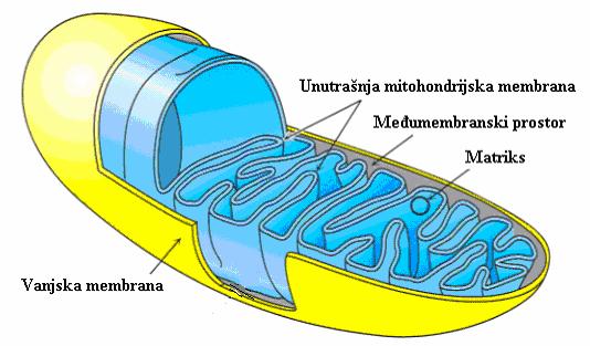 107 smještenih na unutrašnjoj mitohondrijskoj membrani.