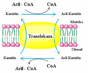 109 S druge strane, osloboñene masne kiseline se aktiviraju pomoću ATP i oa. Aktivirani oblik masnih kiselina je odgovarajući Acil-oA.