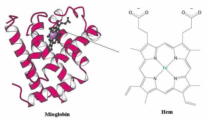 40 Od razmotanog apomioglobina i hema može se ponovno stvoriti djelatna molekula.