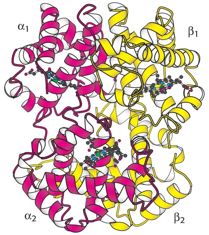 41 c) Sličnosti i razlike pri djelovanju mioglobina i hemoglobina. emoglobin je alosterički protein, a mioglobin nije. Ta razlika se očituje na tri načina: 1.