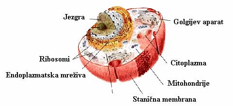 7 1.3.3. Jezgra. Kao što samo ime kaže, jezgra je središnja i vrlo bitna stanična organela kod eukaritskih stanica.