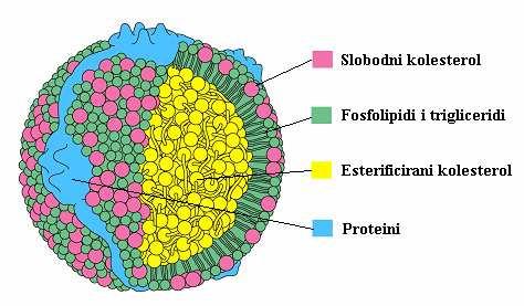 95 9.3.3. Lipoproteini. Budući su netopljivi u vodi lipidi se udružuju s proteinima kako bi se mogli transportirati krvotokom. Takve molekulske nakupine nazivaju se lipoproteini.