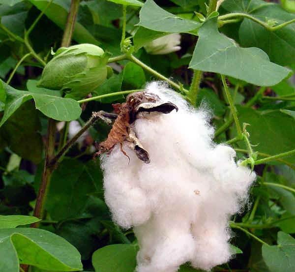 Βαμβακόφυτο και βαμβάκι: Gossypium ssp, Malvaceae Οι διαφορετικϋσ φυλϋσ και οι ποικιλύεσ των βαμβακϐφυτων που καλλιεργοϑνται τη ςημερινό εποχό ανόκουν ςε τϋςςερα εύδη: δϑο αςιατικϊ διπλοειδό με