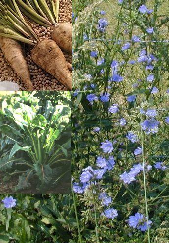 ΡΑΔΙΚΙ, Cichorium intybus L., Asteraceae Η ρύζα του ραδικιοϑ ϋχει μια ιδιαύτερα υψηλό περιεκτικϐτητα ςε ινουλύνη (50-60% του ξηροϑ βϊρουσ).