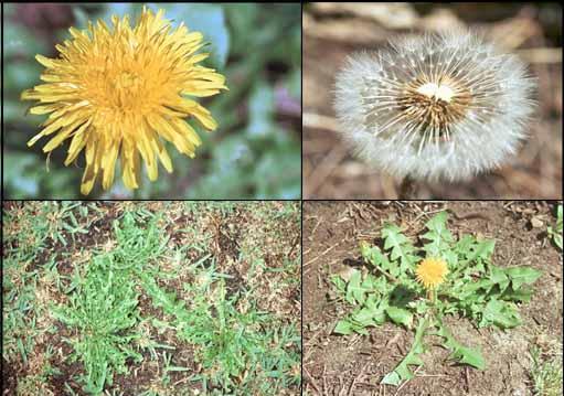 ΠΙΚΡΑΛΙΔΑ (Dandelion) (αγριοράδικο, αγριομάρουλο), Taraxacum officinale Weber, Asteraceae Η ρύζα τησ πικραλύδασ εύναι ιδιαύτερα πλοϑςια ςε κϊλιο, φρουκτϐζη και ινουλύνη.