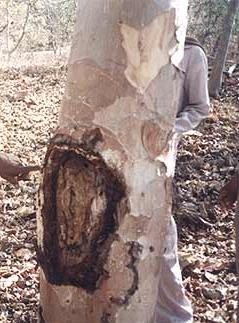 Κόμμι καράγια ή STERCULIA GUM Sterculia spp.