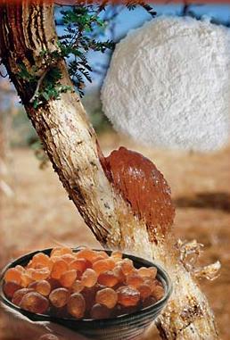 Αραβικό κόμμι, Acacia spp.