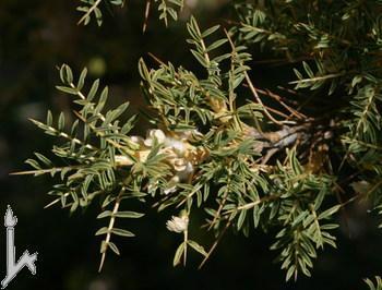 Kόμμι Σραγακάνθησ, Astragalus gummifer Labill.
