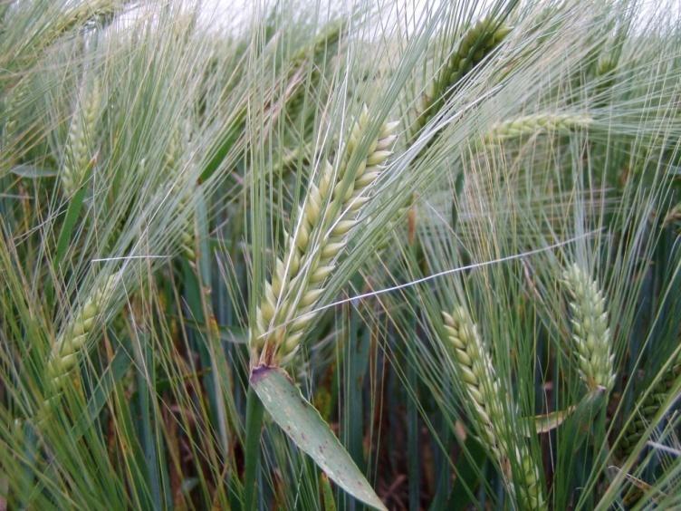 Κριθάρι-Hordeum vulgare L. Σο κριθϊρι όταν πιθανώσ το πρώτο δημητριακϐ που καλλιεργόθηκε (7.000 πφ) ςτη Μϋςη Ανατολό.
