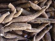 ΜΑΝΙΟΚΑ (Cassava) Manihot, Manihot esculenta, Crantz (Euphorbiaceae), εύναι μια απϐ τισ ςημαντικϐτερεσ αμυλοϑχεσ τροφϋσ των τροπικών ζωνών τησ γησ ςε ϐλεσ τισ ηπεύρουσ.