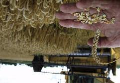 : 22230 34098 Αλιβέρι Ευβοίας και Παραλία Μουρτερής Τηλ. 22230 24065, Φαξ: 22230 24065 Κιν: 6972 212 667 Website: www.garoutsou.gr E-mail: info@garoutsou.