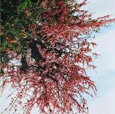Αγριολούλουδα τις µυριανθούσας γης Wild flowers of the blossoming land 8 9