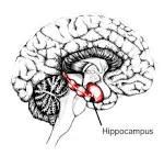 PHYSICAL TRAINING INCREASES: ANGIOGENESIS SYNAPTOGENESIS NEUROGENESIS ESPECIALLY IN HIPPOCAMPUS