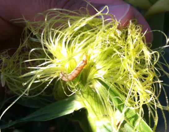 Ειδικότερα το είδος Fuzarium maydis και η αγενής μορφή του Gibberella zea, είναι δυνατόν να προκαλέσουν μεγάλες ζημιές στην Ελλάδα κάθε έτος.
