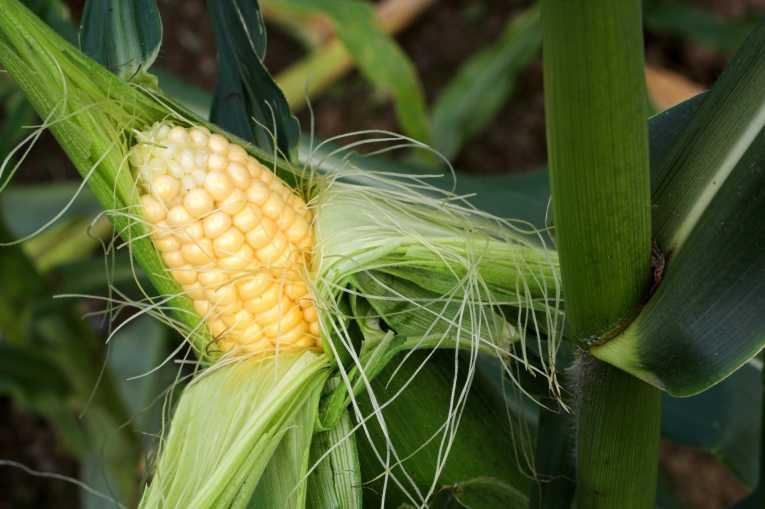 1.ΕΙΣΑΓΩΓΗ Το καλαμπόκι ή αραβόσιτος (Zea Mays) (Σχήμα 1) αποτελεί μια από τις πιο σημαντικές καλλιέργειες σιτηρών παγκοσμίως, τόσο για την ανθρώπινη όσο και για τη ζωική κατανάλωση.