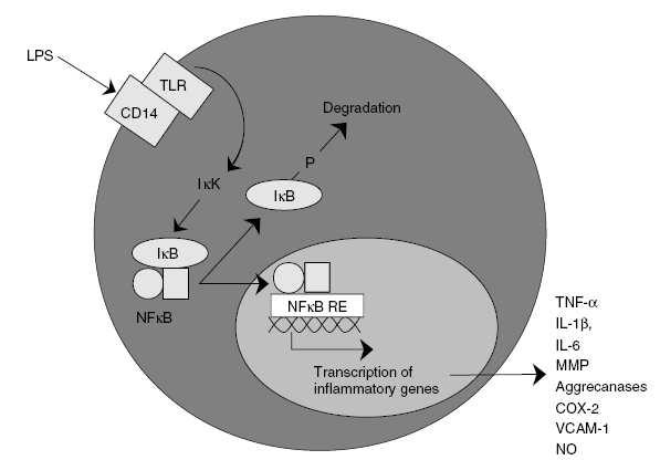 Εισαγωγή Κεφάλαιο 1 ο Οι κύριοι µεσολαβητές της οξείας φλεγµονής είναι οι κυτταροκίνες, η ιντερλευκίνη-1β (IL-1β) και ο παράγοντας νέκρωσης των όγκων (TNFa).