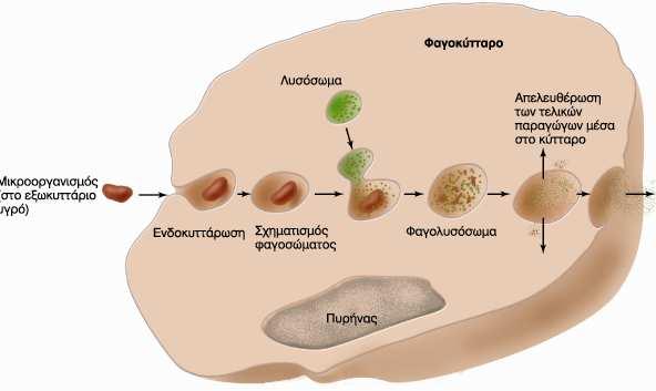 Εισαγωγή Κεφάλαιο 1 ο Σχήµα 1.1.1: Φαγοκυττάρωση και ενδοκυττάρια καταστροφή ενός µικροοργανισµού. [1] 1.