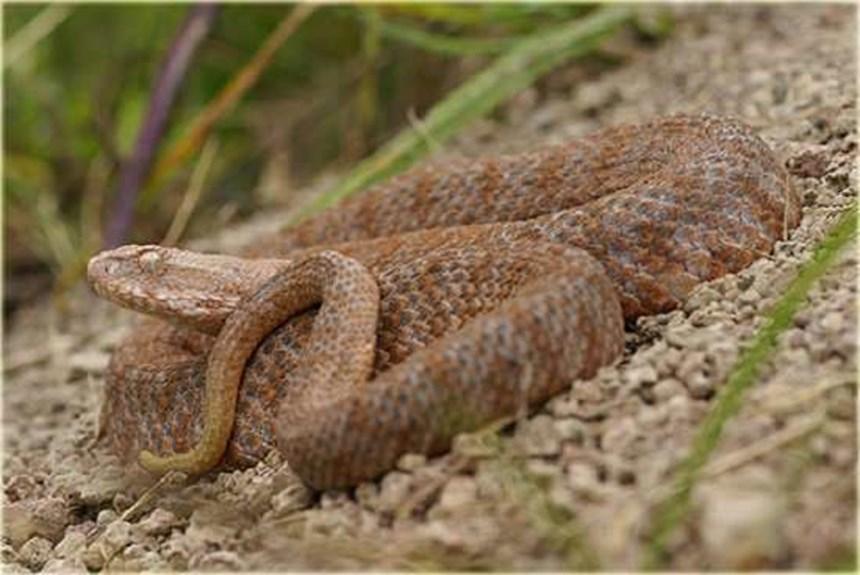 3. Οχιά της Μήλου (Vipera lebetina): Είναι ενδημικό είδος. Ζει στη Μήλο, Κίμωλο, Σίφνο και Πολύαιγο. Τρέφεται με μικρά θηλαστικά, σαύρες και έντομα. Φτάνει μήκος τα 120cm.