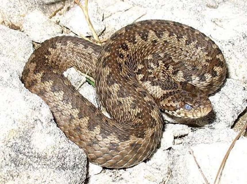 Σπάνια Οχιά της Ροδόπης ή Αστρίτης (Vipera berus): Zει στην οροσειρά της Ροδόπης. Το μέγεθός της είναι περί τα 75cm μέγιστο. Τρέφεται με μικρά πουλιά, σαύρες, βατράχια, και μικρά θηλαστικά.