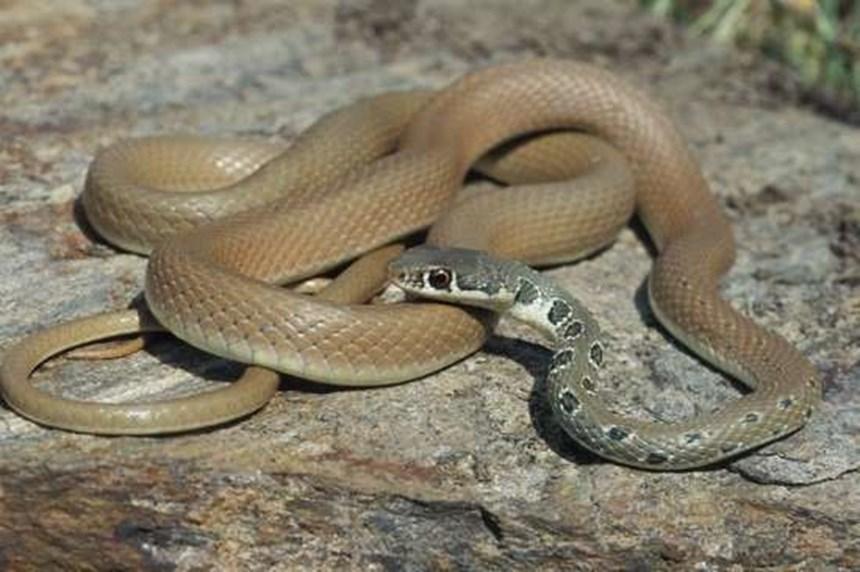 Σαΐτα (Coluber najadum): Ζει στην ηπειρωτική Ελλάδα και στα νησιά. Μέγιστο μήκος 100cm.