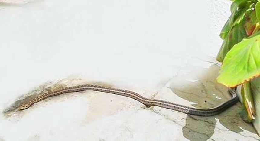 Το μέγιστο μήκος του είναι 110cm. Τρέφεται με μικρά ποντίκια και σαύρες. Είναι ακίνδυνο.