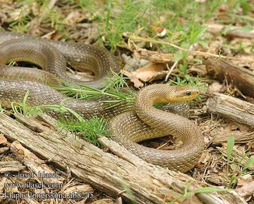Σπιτόφιδο (Elaphe situla) Και αυτό είναι εκείνο που βρήκαμε πρόσφατα! 12.