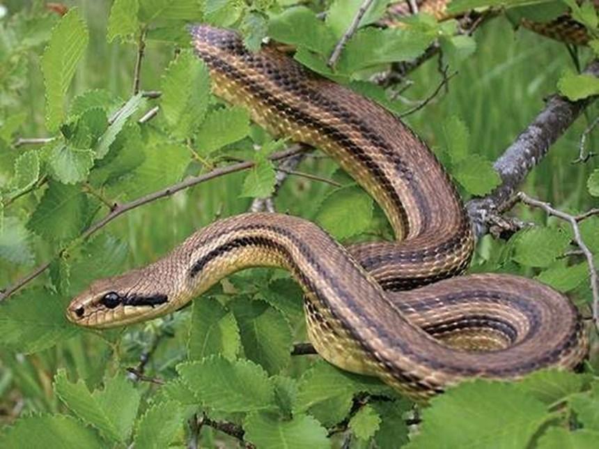 13. Λαφιάτης (Elaphe quatuorlineata): Είναι μεγάλο φίδι, ακίνδυνο. Μέγιστο μήκος 200cm.