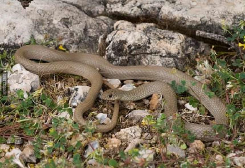 Τρέφεται με έντομα και μικρές σαύρες. Δεν έχει δηλητήριο. Είναι ακίνδυνο. Μικρός Βόας (Eryx jaculus) 16.