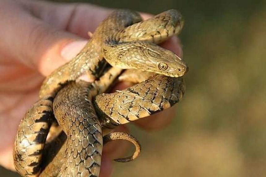 Νερόφιδο (Natrix tessellata) Είναι δικαιολογημένος ο φόβος απέναντι στα φίδια στην Ελλάδα; 1. Ο φόβος απέναντι στα φίδια στην Ελλάδα, είναι μάλλον αδικαιολόγητος.