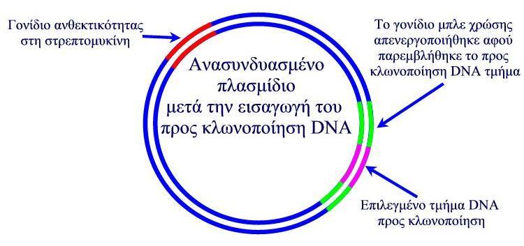 ΘΕΜΑ Γ Γ1. Εικόνα 1.