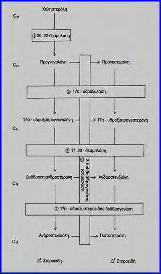 Panacea.med.uoa.gr Εικ. 3 Διαδικασία στεροειδογένεσης- αντιδράσεις παραγωγής τεστοστερόνης. 1.