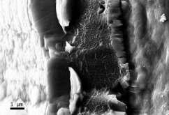 CШP,. 4.