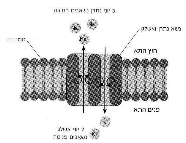 כלומר המתח בצידו הפנימי של הקרום הוא 70- מיליוולט. המתח משני צידי קרום התא נקרא פוטנציאל המנוחה של הקרום Potential(.)Resting Membrane מה גורם ליצירת פוטנציאל המנוחה של הקרום?