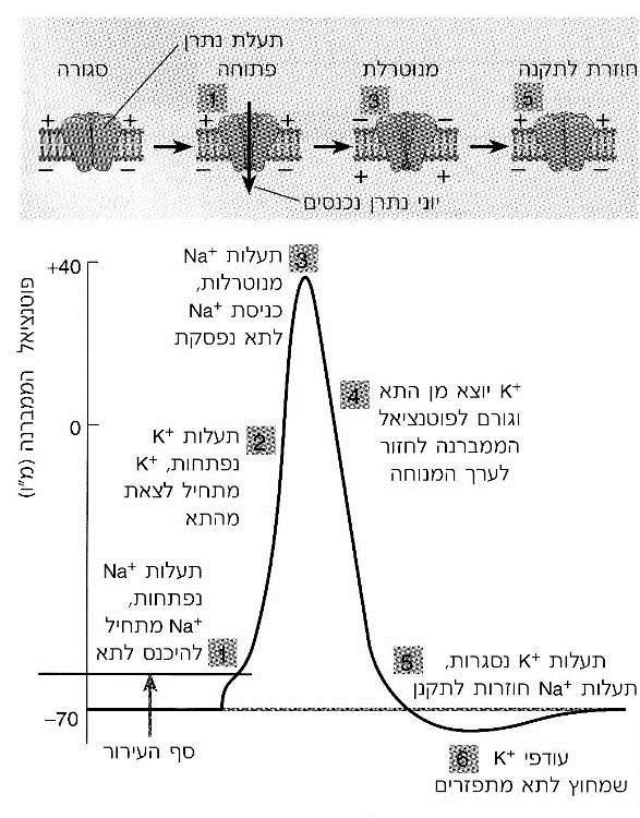 ניתן להיעזר בידיעת היבט זה של הנוזל החוץ תאי, כדי לזכור אילו יונים נמצאים בריכוזים גבוהים מחוץ לתא, ואילו מהם בתוכו: יון הנתרן ( + )Na ויון הכלור ( - )Cl נמצאים בריכוזים גבוהים מחוץ לתא )כמו ריכוזם