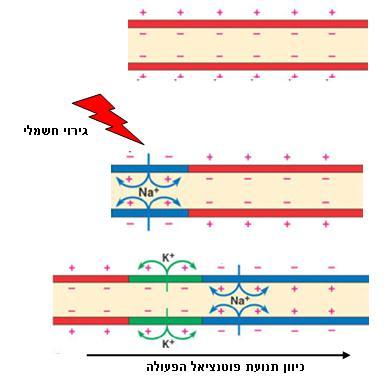 לגירוי נקראת אתנ ח, או התקופה הרפרקטורית Period(,)Refractory תקופה הנמשכת מספר אלפיות שנייה )בדומה למשך פוטנציאל הפעולה(.
