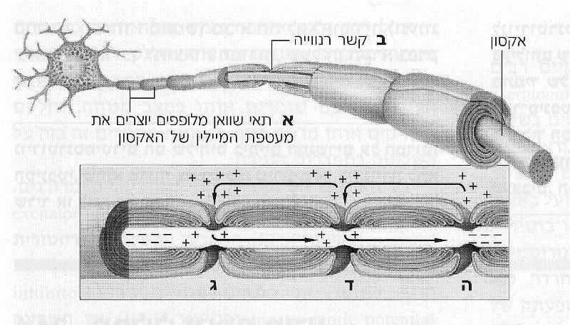 איור - 12 הולכה מהירה של הדחף העצבי דרך קשרי רנווייה שבין מקטעי מעטפת המיילין מתוך סטאר וטגארט, עמ' 700 2.
