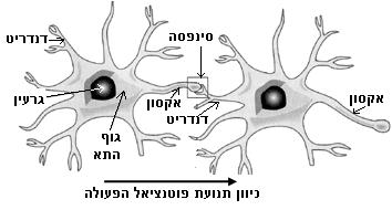 מאחר וידוע לנו כי במערכת העצבים תאי עצב מתקשרים ביניהם )ראו איור 14(, נשאלת השאלה כיצד מתקשרים ביניהם שני תאי עצב, או כיצד עובר הדחף העצבי מתא עצב אחד לתא הסמוך לו?