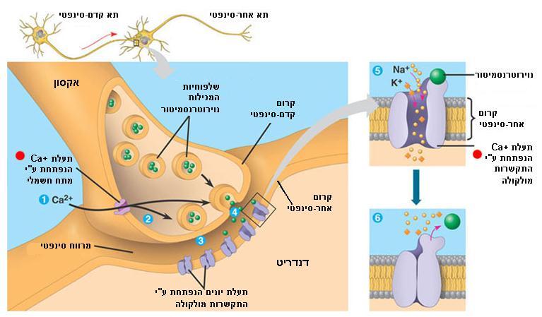 גורמת לתעלות היונים בדנדריט של התא השכן להיפתח. פעולת הנוירוטרנסמיטרים נעה שבין 0.5 ל- 1 אלפית השנייה.